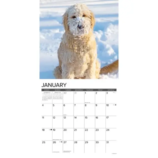 Willow Creek Press 12"x12" 2026 Goldendoodles Wall Calendar image {2}