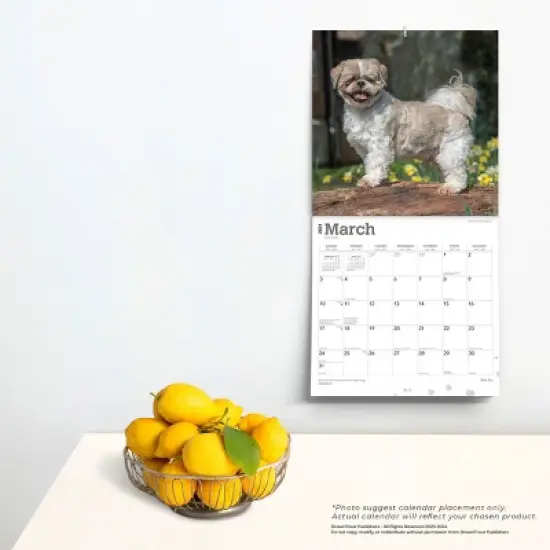 Browntrout 2024 Wall Calendar 12"x12" Shih Tzu Dog image {3}