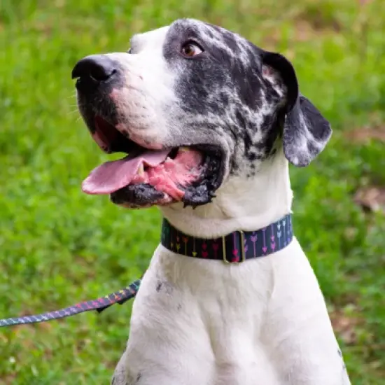 Country Brook Petz HossFit Jr Wide Martingale Dog Collar - Chevron and Arrows Collection image {1}