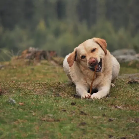 Cadet Large Bully Sticks Beef Dog Treats - 9-11"/2pk image {3}