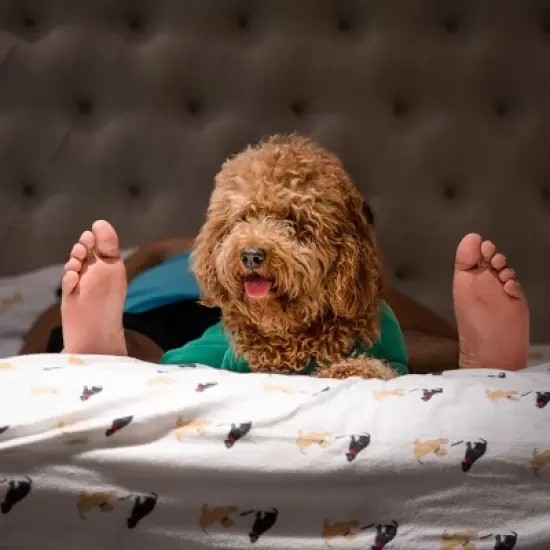 Midlee Green Dog Sweatshirt image {1}