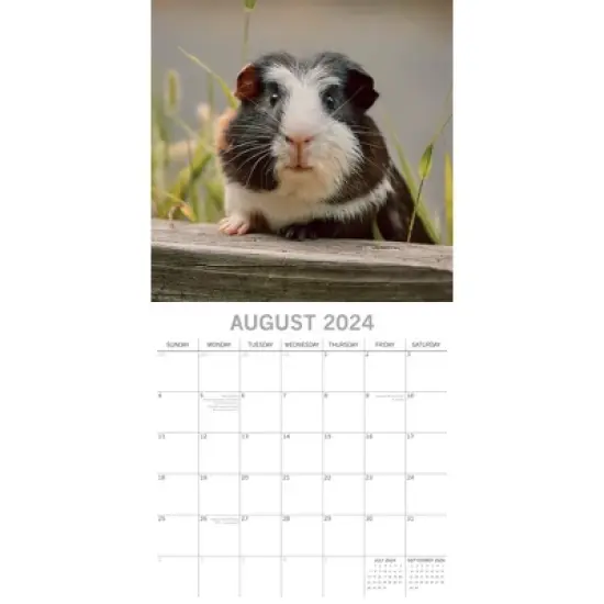 The Gifted Stationery 2024 Square Wall Calendar, Guinea Pigs, 16-Month Animals Theme with 180 Reminder Stickers (12 x 12 In) image {2}