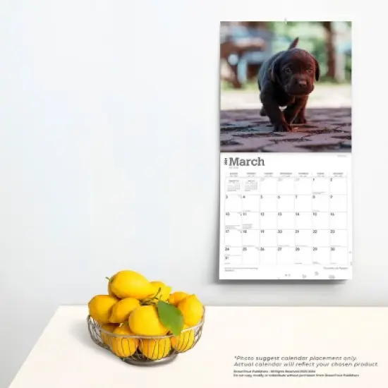 Browntrout 2024 Wall Calendar 12"x12" Labrador Retriever Puppies Chocolate image {3}