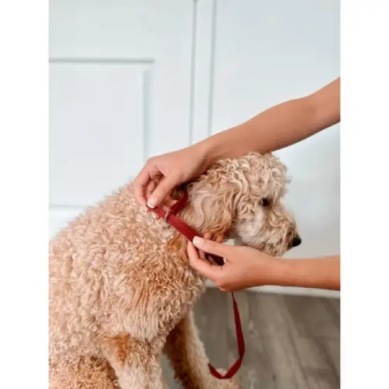 Midlee 4 Foot Dog Kennel Slip Lead Heavy Duty Nylon Pack of 10 image {4}