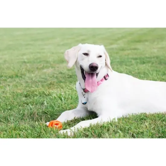 Chuckit! Air Fetch Dog Ball Toy image {2}