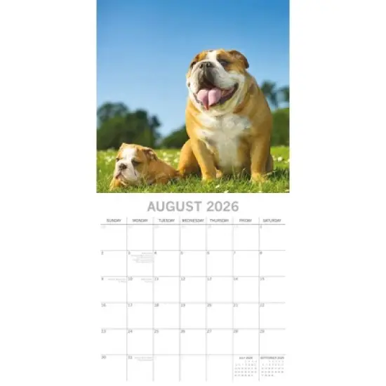 2026 Square Wall Calendar, Bulldogs, 16-Month Animals Theme with 180 Reminder Stickers (12x12 In) image {2}