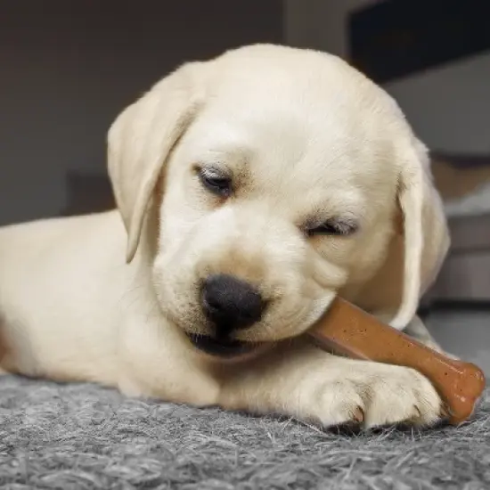 Nylabone Puppy Starter Pack Dog Toy - Brown image {2}