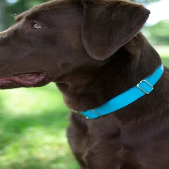 Country Brook Petz Premium Nylon Dog Collar image {2}