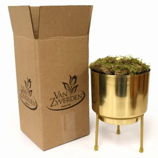 Amaryllis Pink Flush Preplanted Bulb with Brass Finish Iron Planter and Stand - Van Zyverden image {3}