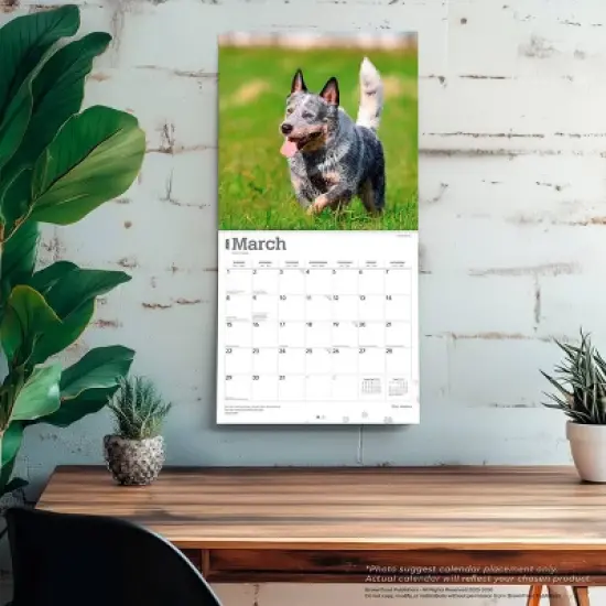 BrownTrout Blue Heelers 2026 12"x24" Hanging Square Wall Calendar Plastic-Free image {4}