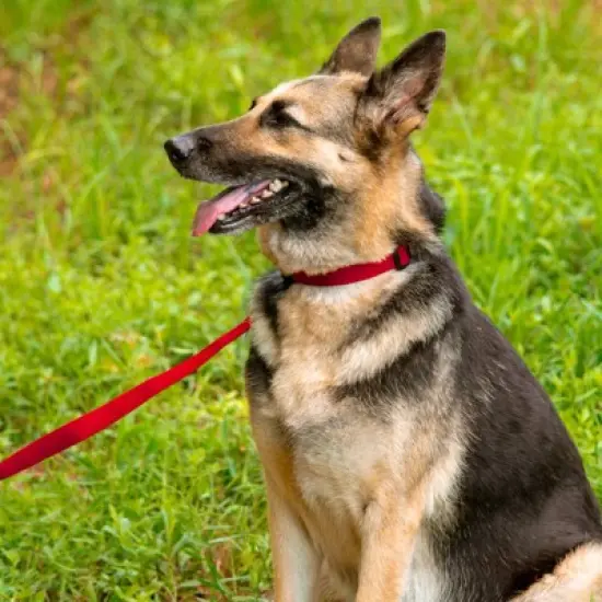 Country Brook Petz American Made Deluxe Nylon Dog Collar image {9}