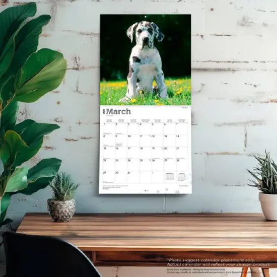 BrownTrout Great Danes 2026 12"x24" Hanging Square Wall Calendar Plastic-Free image {4}