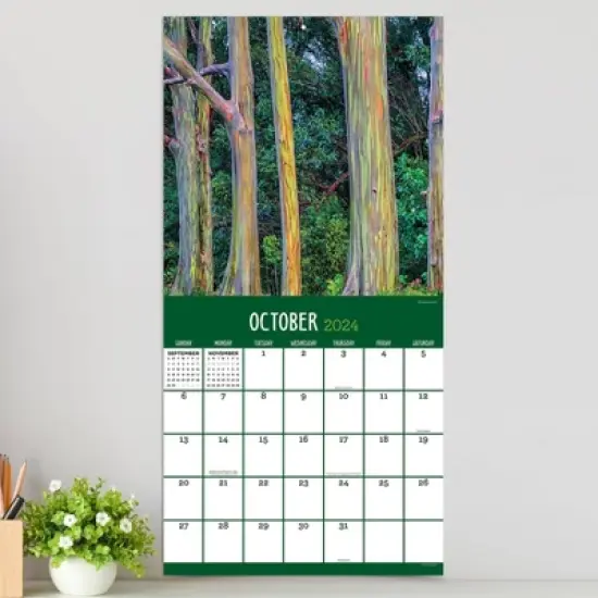 TF Publishing 2024 Wall Calendar 12"x12" Trees image {2}