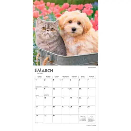 BrownTrout Kittens and Puppies 2026 12"x24" Hanging Square Wall Calendar Plastic-Free image {2}