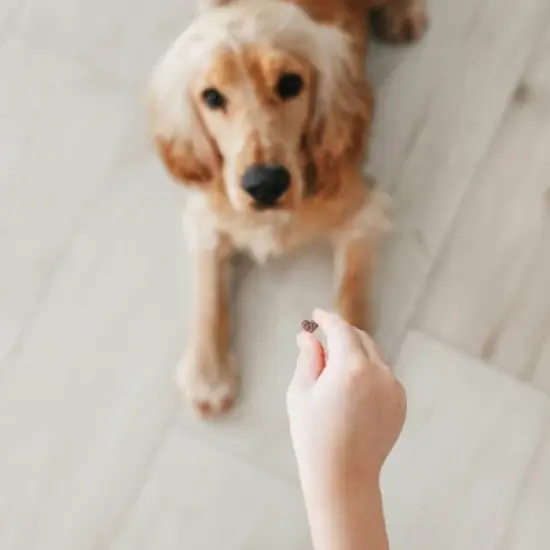 Zesty Paws Peanut Butter Flavor For Puppies and Adult Dogs with  Omega-3 EPA & DHA Fatty Acids All-in-One Training Chewy Dog Treats- 8oz image {3}