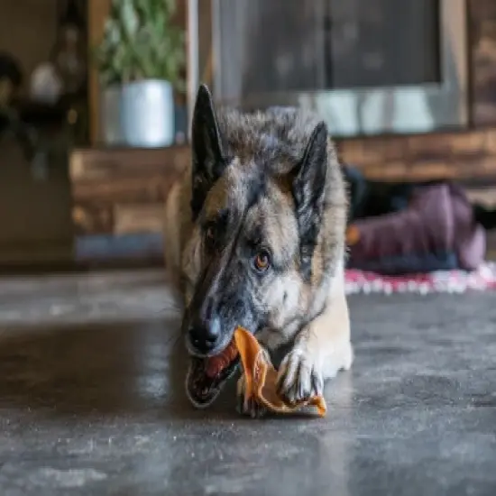 GigaBite All Natural Whole Pig Ears Treats for Dogs image {4}