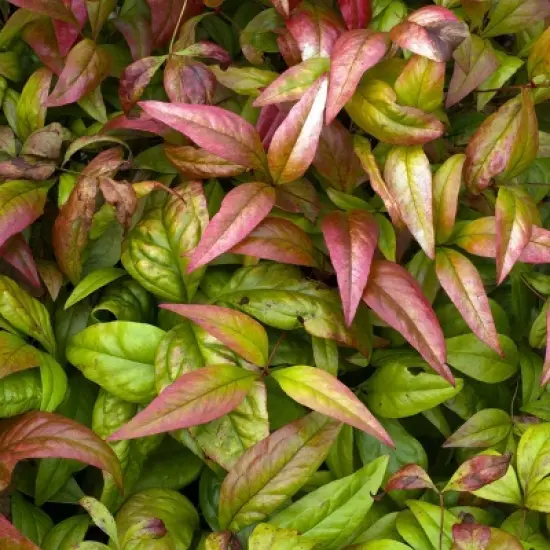 National Plant Network Outdoor Live Fire Power Nandina Plant - 1ct 1gal image {3}