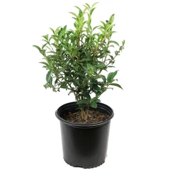 National Plant Network Live Indoor/Outdoor Brew-Tea-Ful Plant - 1ct 2.5qt image {7}