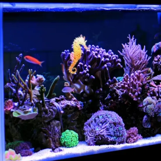 Unique Bargains Aquarium Artificial Seahorse Ornament with Suction Cup Yellow 1 Pc image {1}