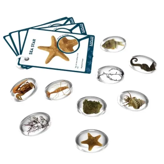 Kaplan Early Learning Specimen Stones and Tabletop Stand image {3}