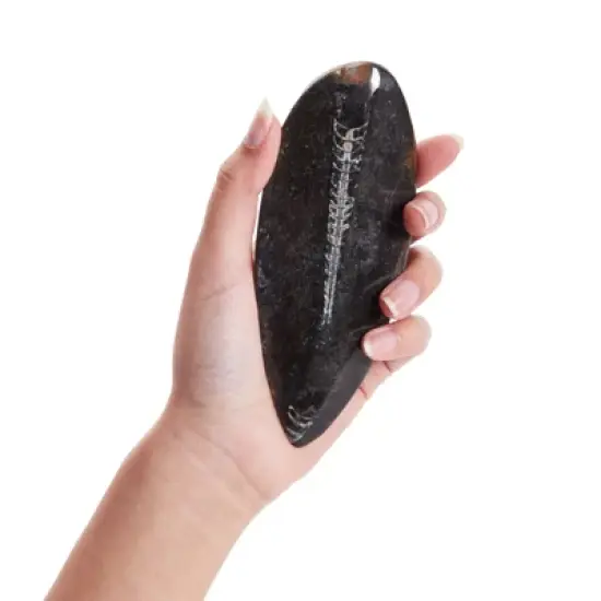 Okuna Outpost Natural Orthoceras Bone Replica, Calcified Cephalopod Shell from Morocco, 5.5-7 in image {2}