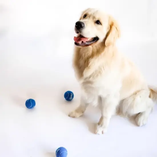 Midlee Happy Birthday Dog Tennis Balls (6 Pack) (Regular, Blue) image {4}