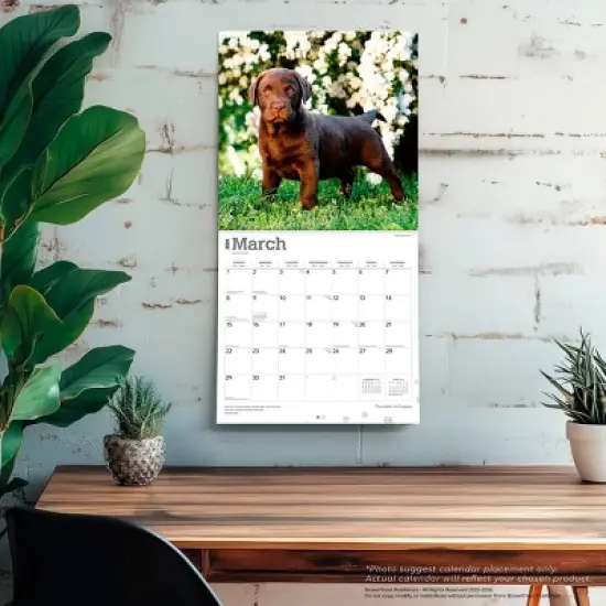 BrownTrout Chocolate Labrador Retriever Puppies 2026 12"x24" Hanging Square Wall Calendar Plastic-Free image {4}