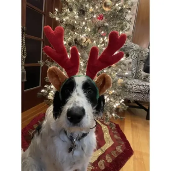 Midlee Christmas Reindeer Antlers with Ears for Large Dogs image {5}