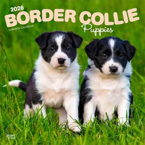 BrownTrout Border Collie Puppies 2026 12"x24" Hanging Square Wall Calendar Plastic-Free image {9}