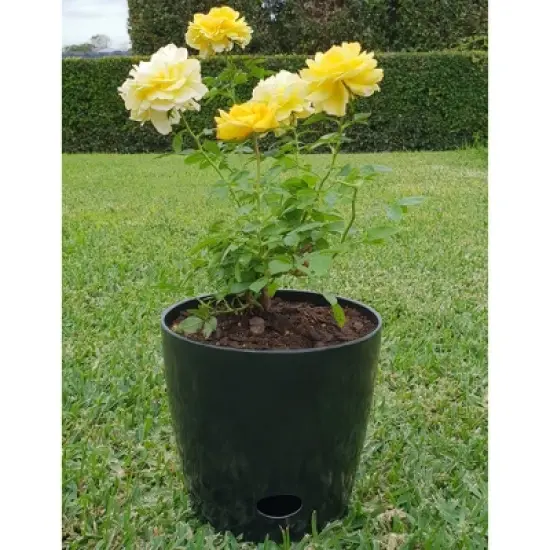 Tierra Garden 7" Round Self-Watering Bamboo Pot image {4}