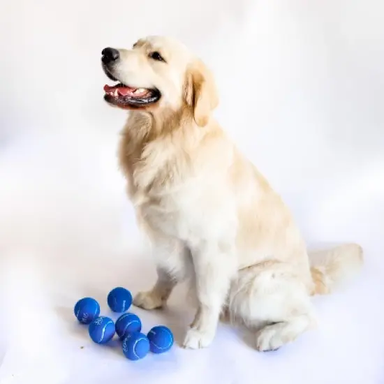 Midlee Happy Birthday Dog Tennis Balls (6 Pack) (Regular, Blue) image {5}