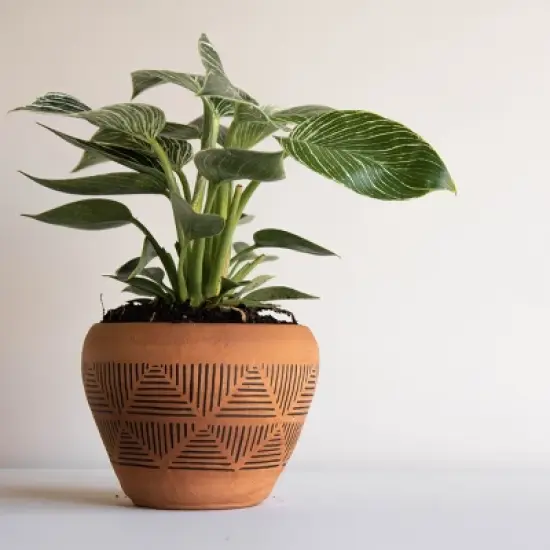 Terracotta Terracotta Planter - Foreside Home & Garden image {7}