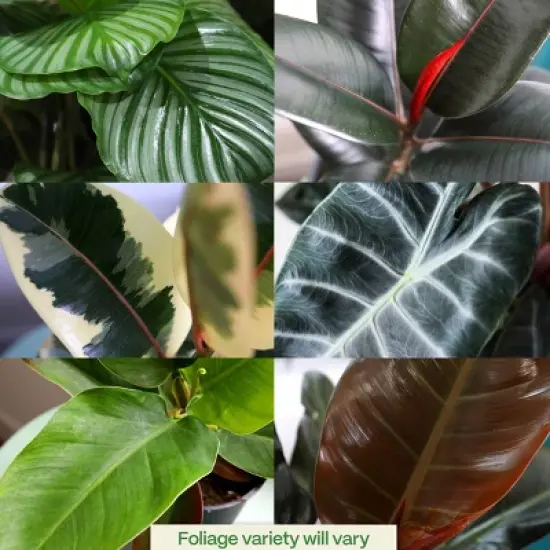 8" Foliage - Good Little Garden&trade; image {4}