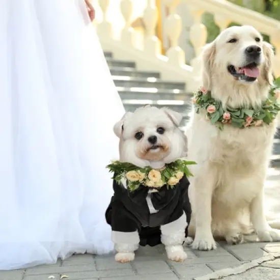 Unique Bargains Stylish Dog Tuxedo Black 1 Pc image {4}