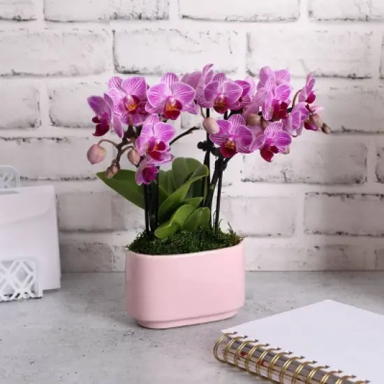 Live 4" Pink Duo Orchid Houseplant in Dot Planter image {1}