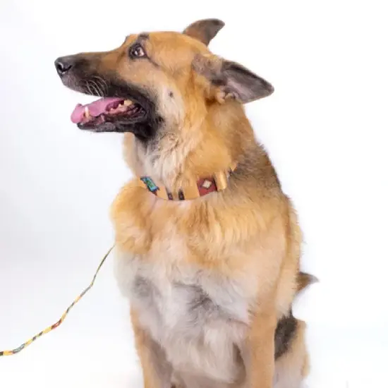 Country Brook Petz Native Arizona Martingale Dog Collar image {6}