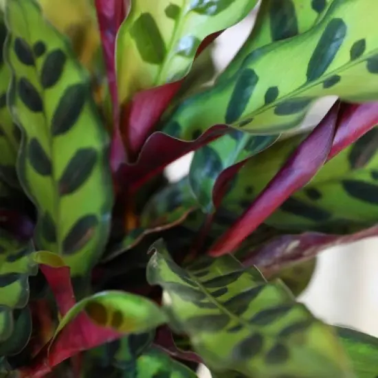 Live 5" Rattlesnake Calathea Houseplant in Cream Jute Planter image {2}