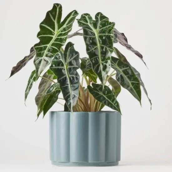 Greenwich Foliage - Good Little Garden&trade; image {12}