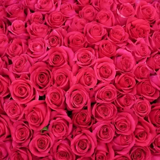 Fresh Cut Roses - 50 Stems image {3}