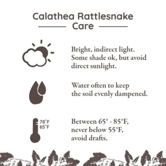 Live 5" Rattlesnake Calathea Houseplant in Cream Jute Planter image {4}