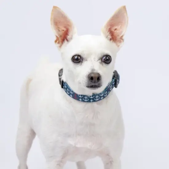 Country Brook Petz Deluxe Dog Collar - Summer Breeze Collection - Made in The U.S.A. image {1}