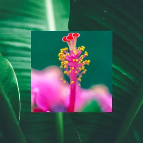 Raw Sugar Moisture Loving Hand Wash image {2}