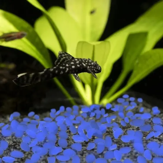 Solar Garden Stones - 500-Pack Glow in the Dark Pathway Pebble Lights - Decorative Glowing Rocks for Flowerbeds and Walkways by Pure Garden (Blue) image {3}