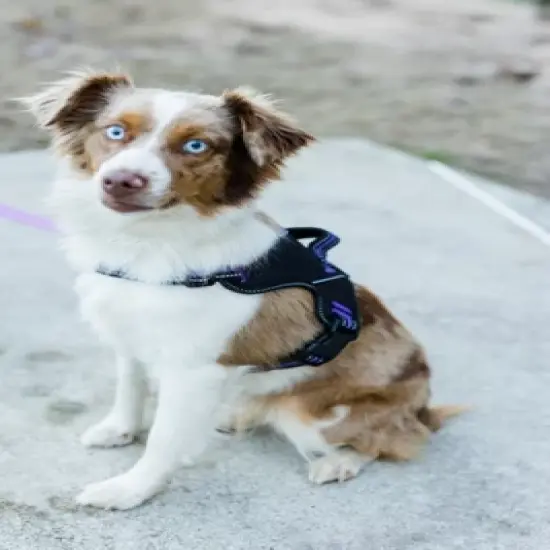 Doggy Tales Patented Hart Harness - Purple image {6}