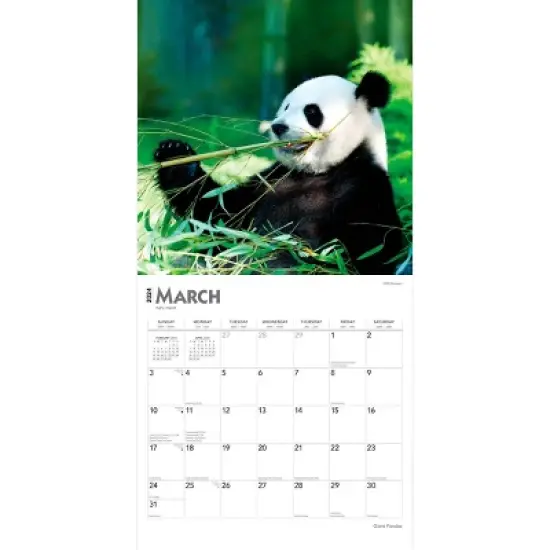 Browntrout 2024 Wall Calendar 12"x12" Giant Pandas image {2}