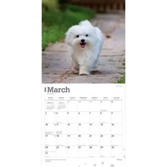 Browntrout 2024 Wall Calendar 12"x12" Maltese image {2}