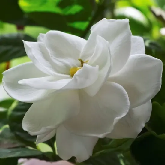 2.25gal Radicans Gardenia Plant White Blooms - National Plant Network image {2}