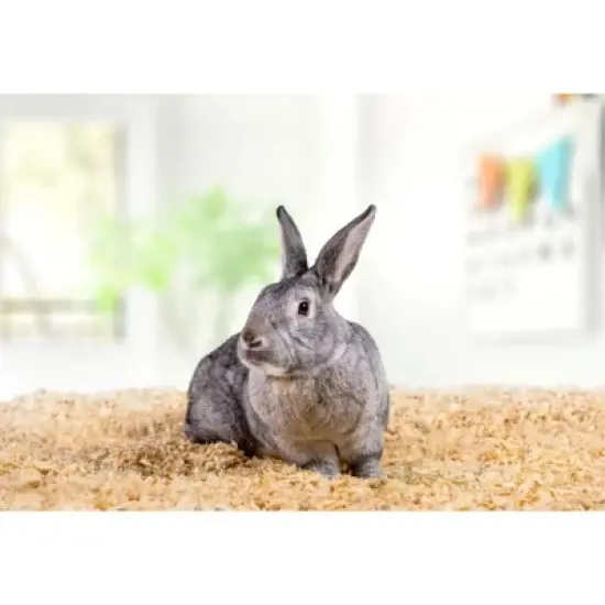 PetsPick Kiln Dried Soft Pine Bedding For Small Pets image {3}