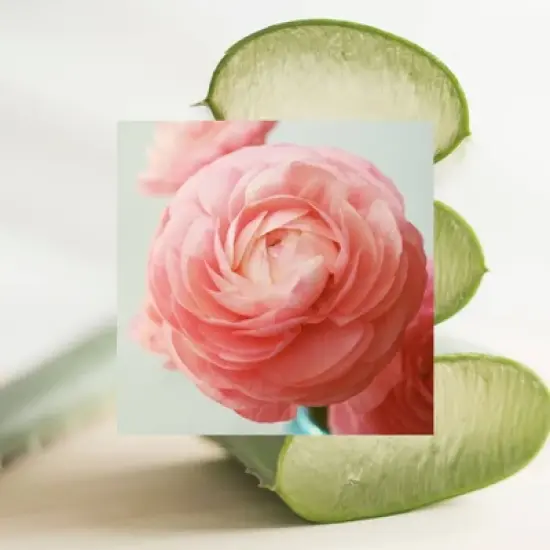 Raw Sugar Simply Deo Solid Deodorant - Beach Rose + Aloe - 2.7oz image {2}