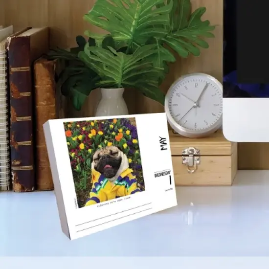 Willow Creek Press 2024 Daily Desk Calendar 5.2"x6.2" Doug the Pug image {3}